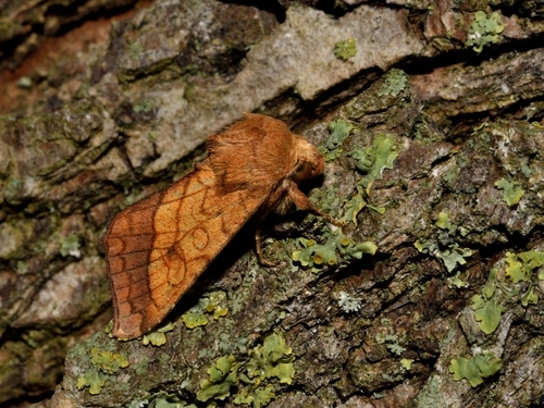 Bordered Sallow