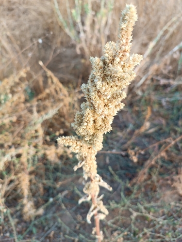 Redroot Amaranth
