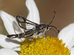 Pyropteron hispanica