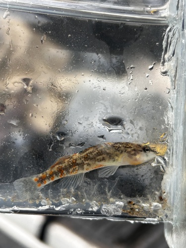 Headwater Darter