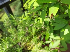 Syrphidae