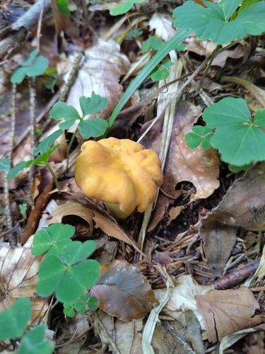 Golden Chanterelle