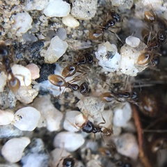 Pheidole barbata