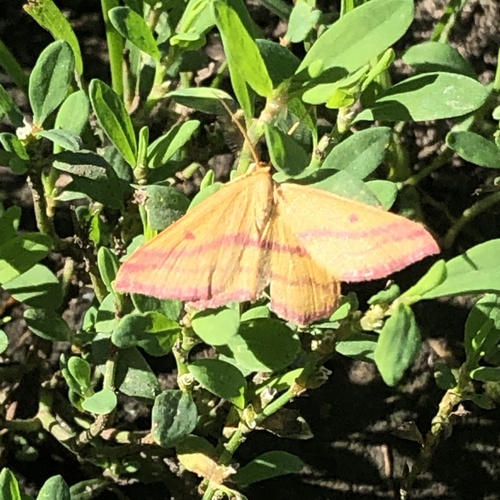Chickweed Geometer Moth