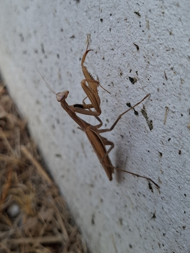 European Mantis