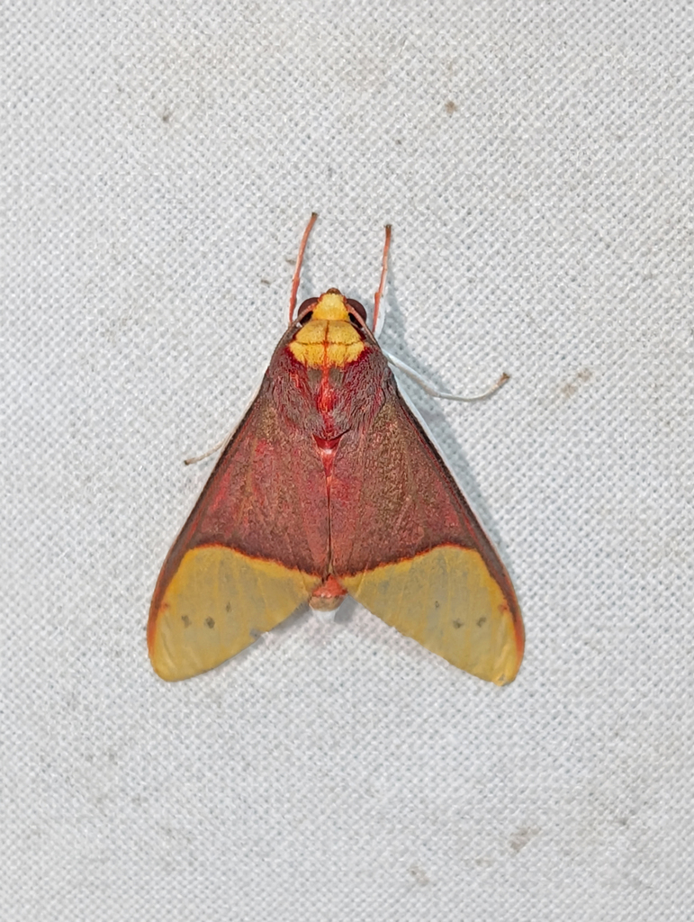 Evius roseosimulans