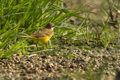 Western Yellow Wagtail
