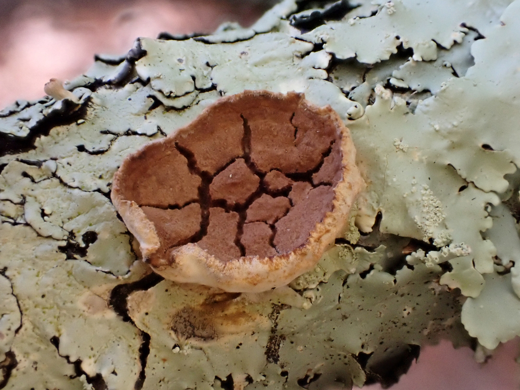 Scytinostroma artocreas · September 2026 · photo: Photo: (c) Eli Talhouk, some rights reserved (CC BY) · iNaturalist