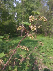 Ribes atropurpureum