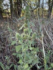 Chaiturus marrubiastrum, photograph (c) Thomas Ebner, some rights reserved (CC BY)