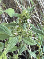 Chaiturus marrubiastrum, photograph (c) Thomas Ebner, some rights reserved (CC BY)