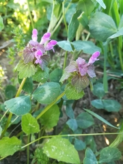 Lamium purpureum