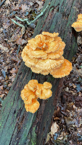 chicken of the woods
