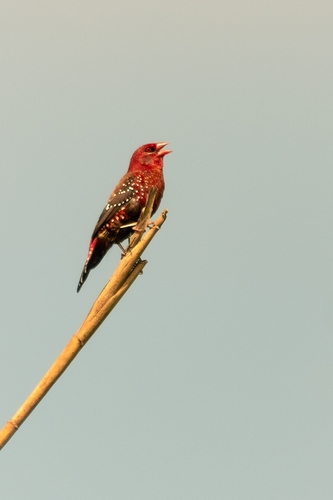 Red Avadavat