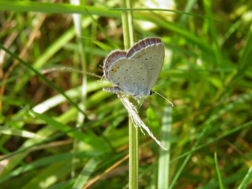 Short-tailed Blue