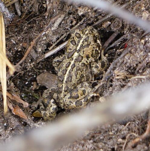 iNaturalist observation photo of Yosemite Toad