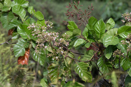 Cinchona pubescens observed 2026-08-17