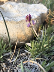 Astragalus spatulatus