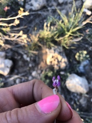 Astragalus spatulatus