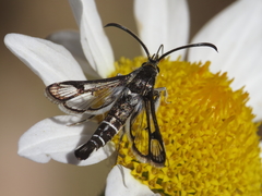 Pyropteron hispanica