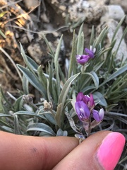 Astragalus spatulatus