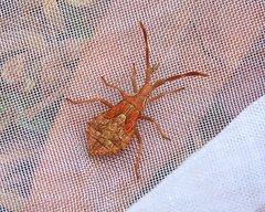 Coreus marginatus