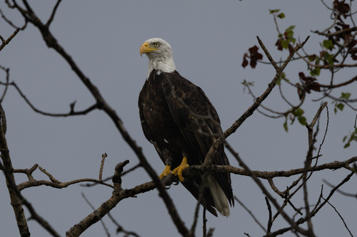 Bald Eagle