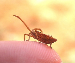 Coreus marginatus