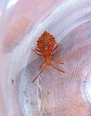 Coreus marginatus