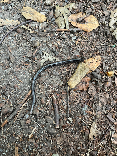 Common Slowworm