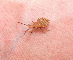 Coreus marginatus