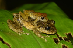Pristimantis latidiscus
