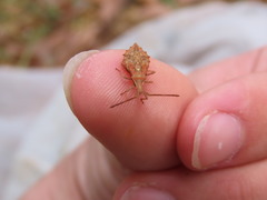Coreus marginatus