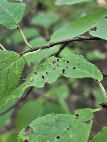 Phyllocoptes eupadi