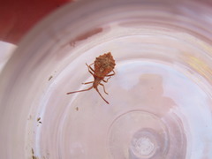 Coreus marginatus