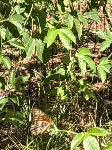 Variegated Fritillary