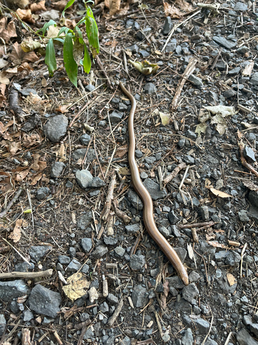 Common Slowworm