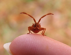 Coreus marginatus
