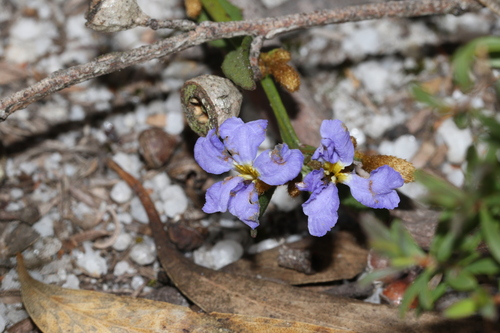 Blue Dampiera