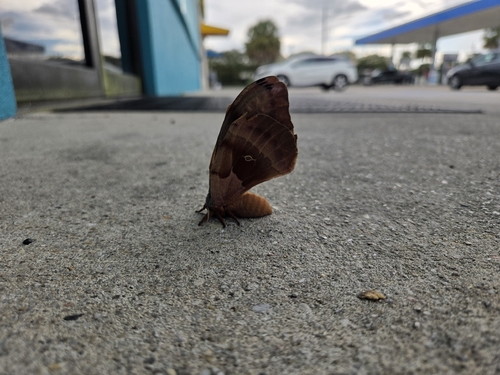 Polyphemus Moth