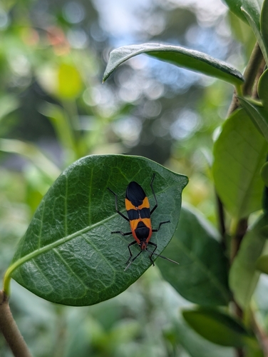 Large Milkweed Bug