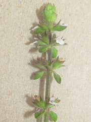 Stachys crenata