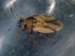 Cymus melanocephalus