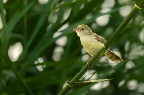 Graceful Prinia
