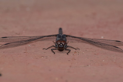 Bradinopyga geminata
