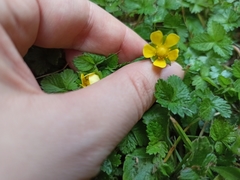 Potentilla indica