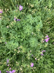 Geranium oreganum