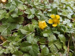 Potentilla indica