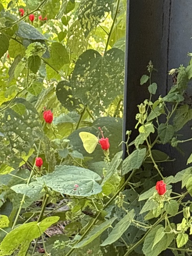 Cloudless Sulphur