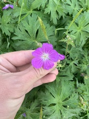 Geranium oreganum